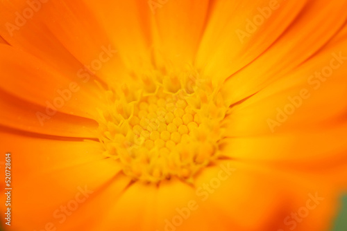 Calendula officinalis - marigold. Yellow flower