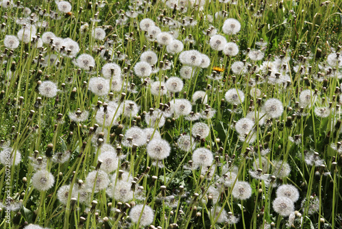 flower dandelion in green field
