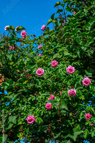 Bush of pink roses, summertime floral background.