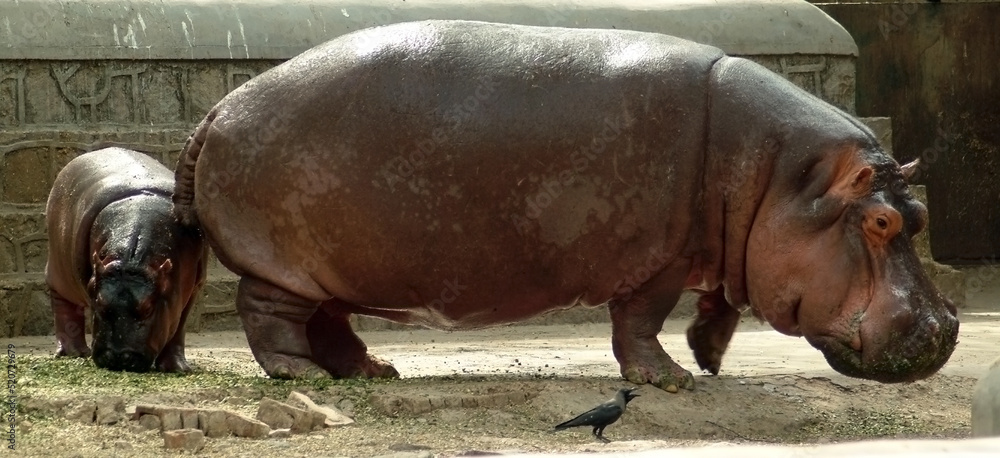 Child follow with Mother of Hippopotamus Child follow with Mother of Hippopotamus