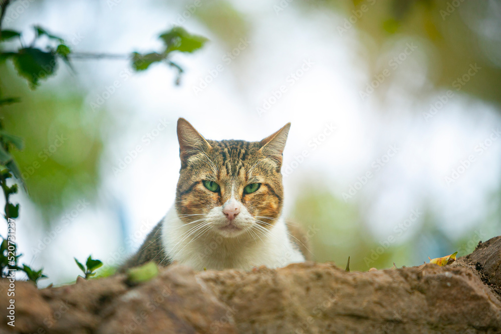 Gato Gato