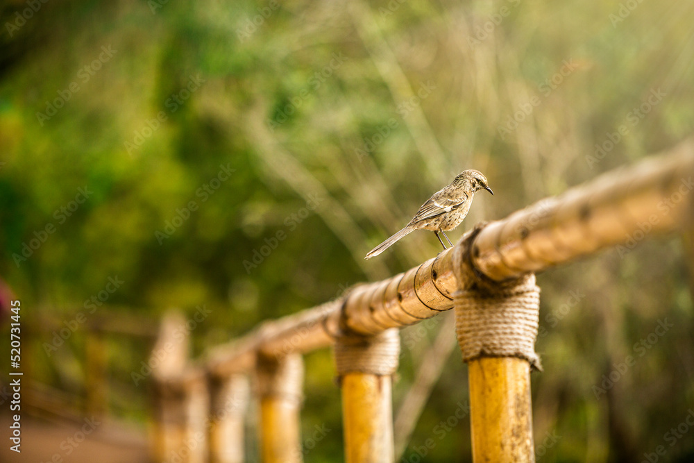 pajaro pajaro