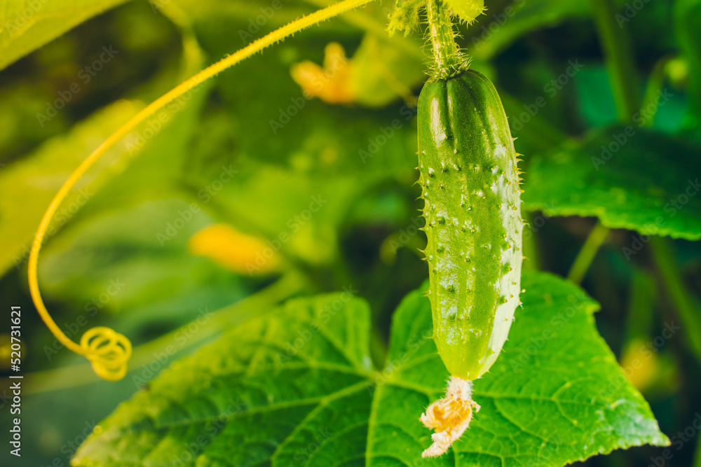 Beautiful juicy green young cucumber grows close-up in the garden. Warm morning lighting of the rising sun Beautiful juicy green young cucumber grows close-up in the garden. Warm morning lighting of the rising sun