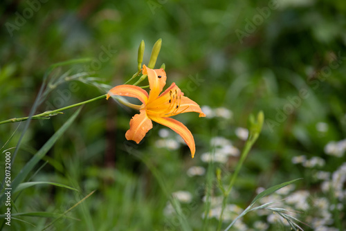 A orange day-lily, Hemerocallis fulva var. disticha flower, in the field photo