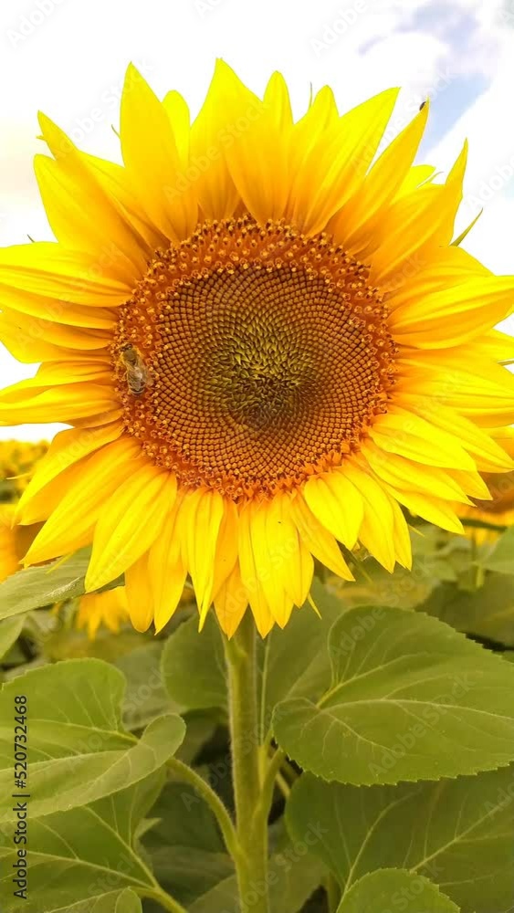Sunflower large in summer in a field against a blue sky. Agriculture, sunflower oil production Sunflower large in summer in a field against a blue sky. Agriculture, sunflower oil production