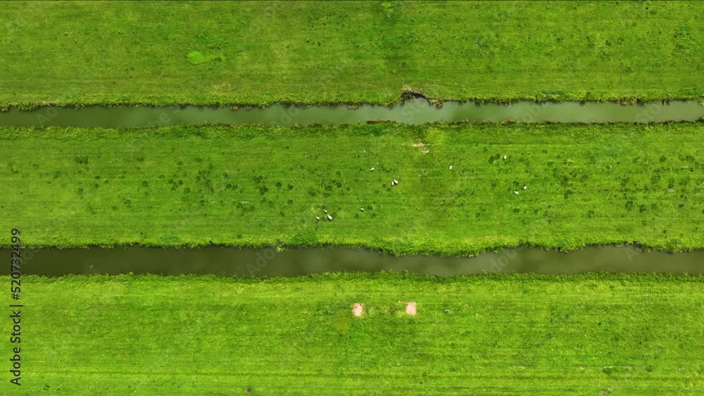 Lush Krimpenerwaard farmland pumped dry with river canal pattern; drone ...