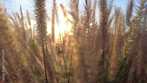 Winter flower meadow video in the evening, 4K quality.