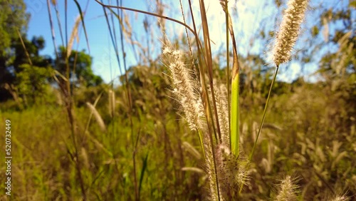 Winter flower meadow video in the evening, 4K quality.