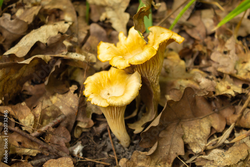 Orange chanterelle mushrooms (Cantharellus cibarius) growing in the forest.(Chanterelle)