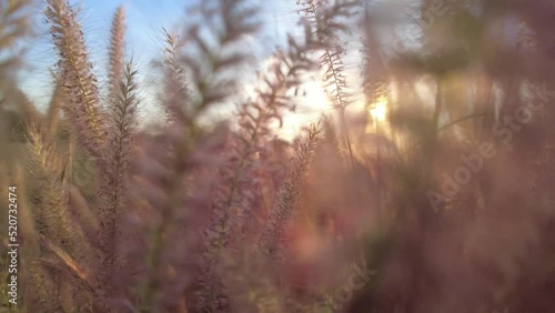 Winter flower meadow video in the evening, 4K quality.