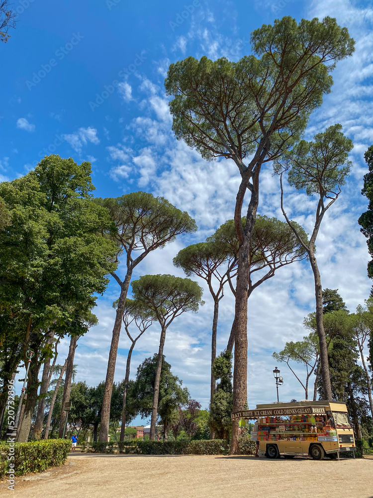 Tall stone pines and a vintage car against a blue Italian sky, Mediterranean flora