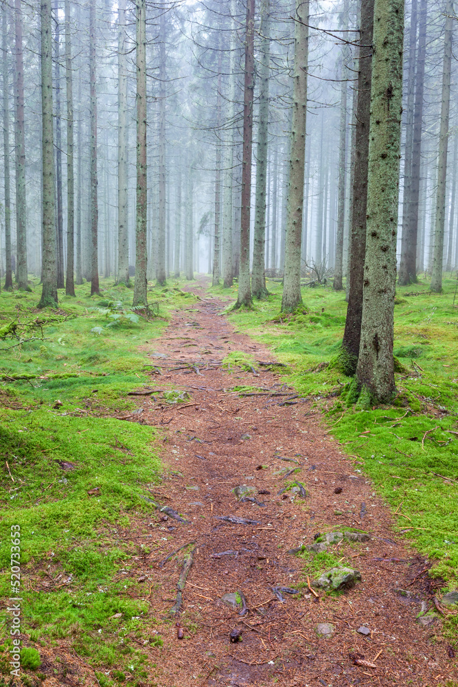 Footpath in a misty spruce forest Footpath in a misty spruce forest