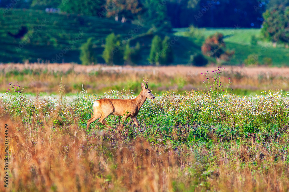 Roebuck walking on a sunny summer meadow with wildflowers Roebuck walking on a sunny summer meadow with wildflowers