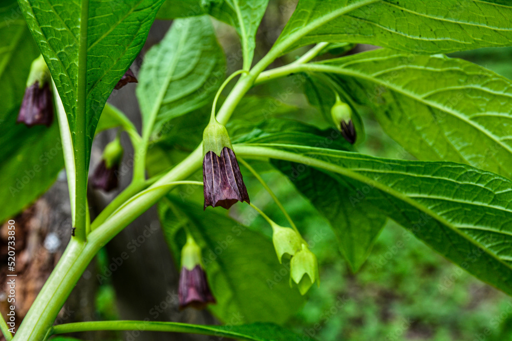 In the wild is growing rare early spring plant Scopolia carniolica In the wild is growing rare early spring plant Scopolia carniolica