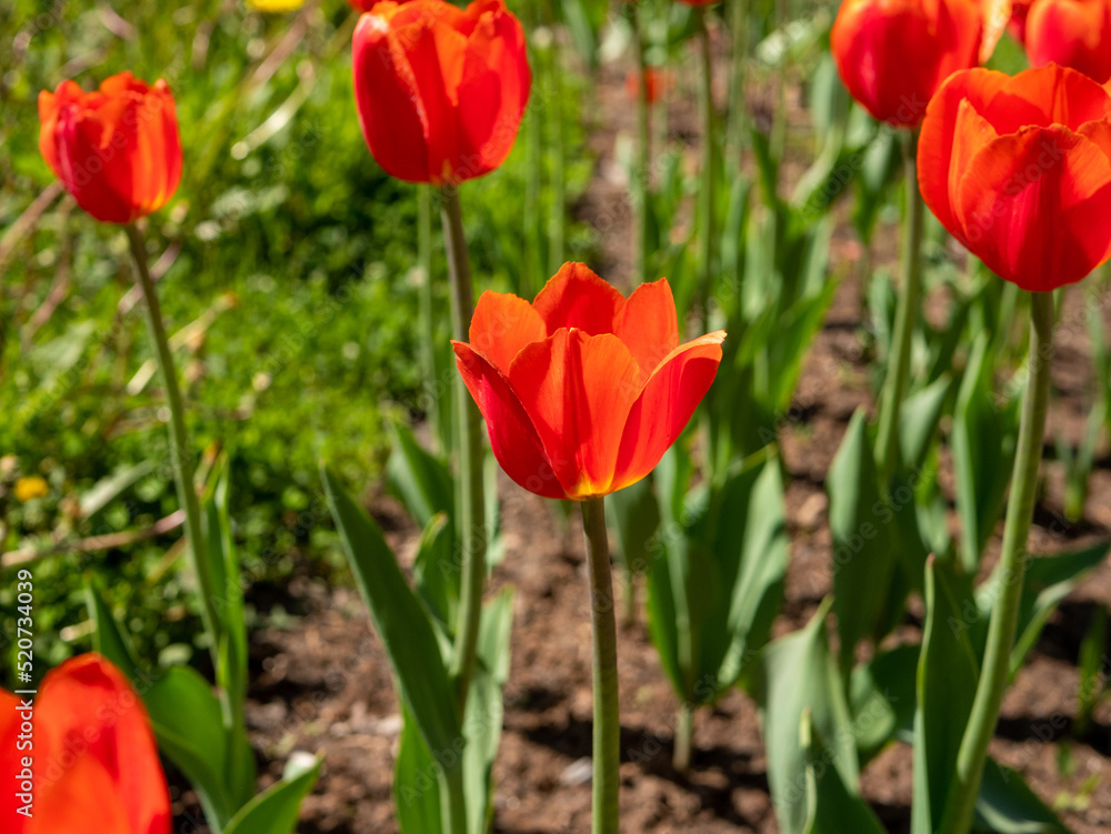 Beautiful bright red tulip flowers grow in a flower bed