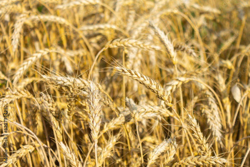 Field of barley, grain. golden ears of barley, closeup Wheat. The concept of agricultural production Field of barley, grain. golden ears of barley, closeup Wheat. The concept of agricultural production