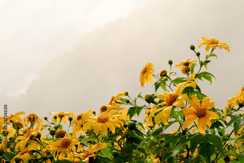 custom made wallpaper toronto digitalTree Marigold or yellow flowers in national garden park and  mountain hills in Chiang Mai, Thailand.