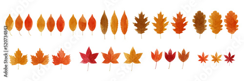 Set of watercolor autumn leaves collection. Vector illustration. 