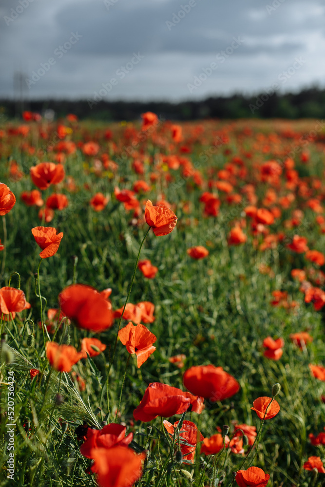 field of poppies on a sunny day