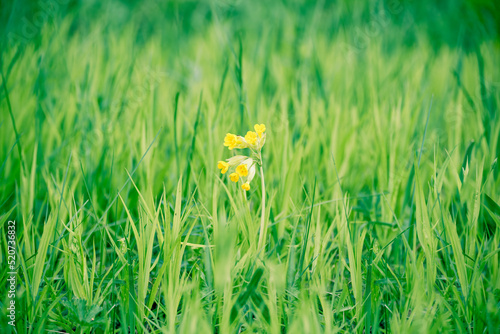 Close-up of a cowslip inflorescence among bright green grass in spring.