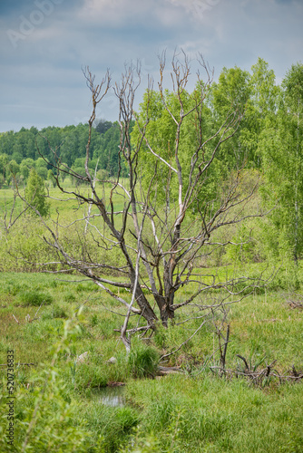 Curved spooky dead tree in marshy area among lush vegetation and bushes with stormy clouds behind.