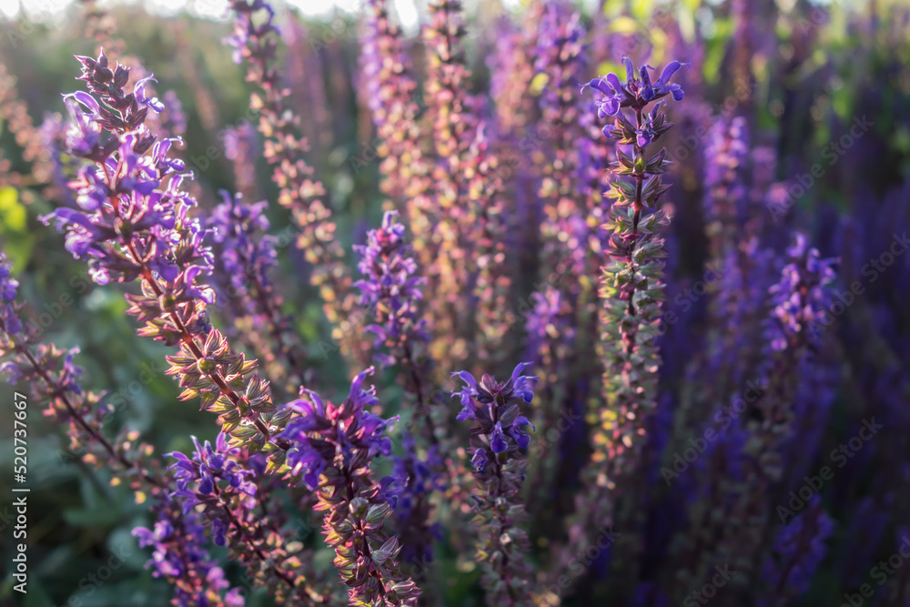 Beautiful purple blurred background of catnip flowers in the rays of the setting sun Beautiful purple blurred background of catnip flowers in the rays of the setting sun