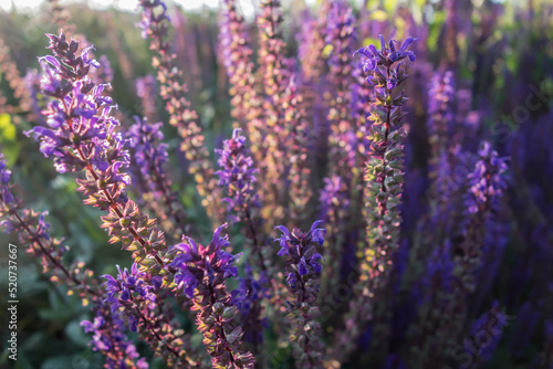 Beautiful purple blurred background of catnip flowers in the rays of the setting sun photo