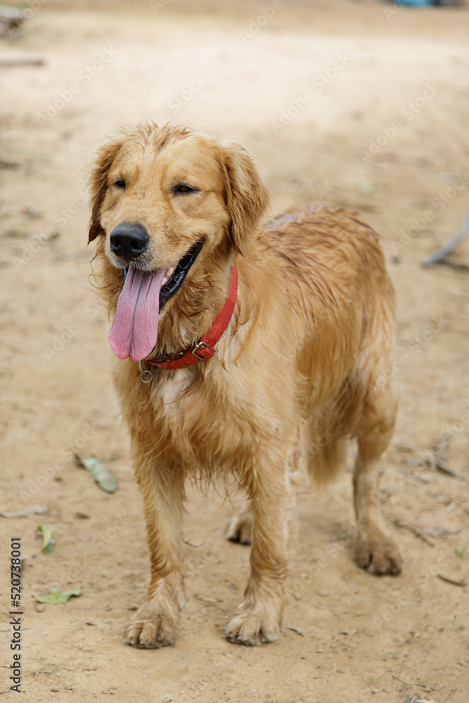 Wet and dirty Golden retriever smiliWet and dirty Golden retriever smiling on the groundng on the ground Wet and dirty Golden retriever smiliWet and dirty Golden retriever smiling on the groundng on the ground