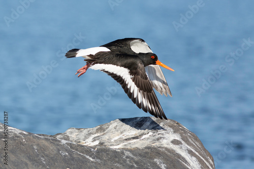 Oystercatcher