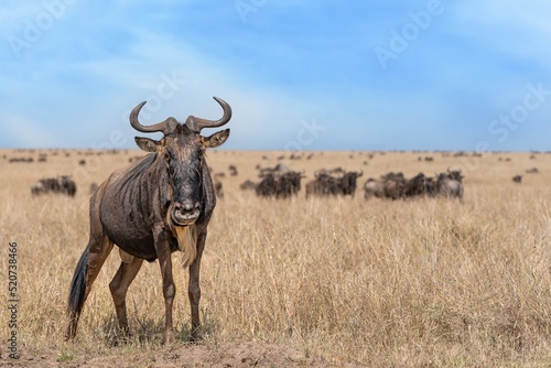 Fototapeta Naklejka Na Ścianę i Meble -  Blue wildebeest, Connochaetes taurinus, detailed portrait during great migration, Maasai Mara National Reserve, Kenya