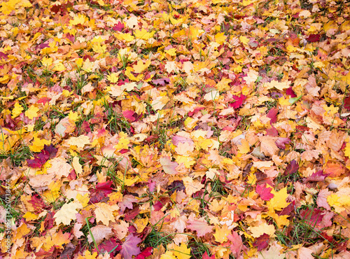 garden lawn littered with fallen colorful maple leaves