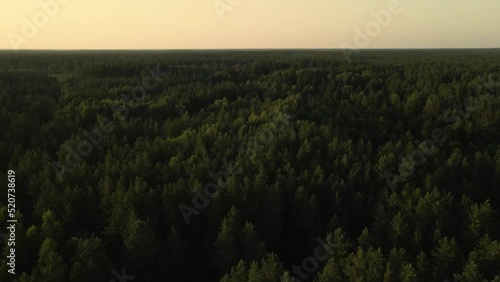 Slow and cinematic flight over European forest landscape view during sunset. Top aerial view of dense spruce and pine tree wood. Flight over dark forest and yellow sunset sky