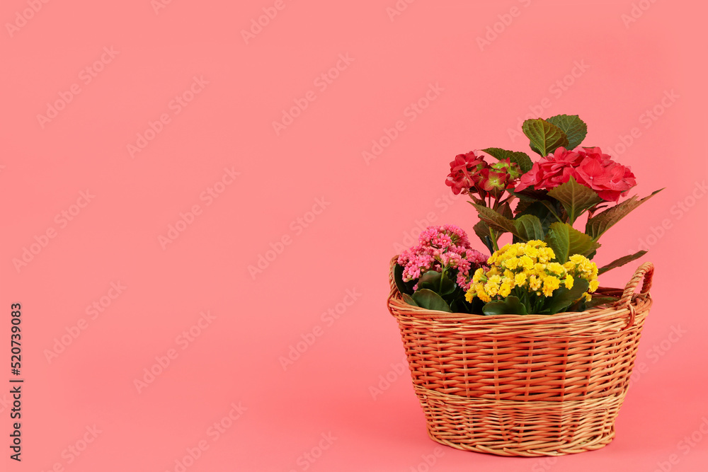 Wicker basket with flowers on pink background, space for text