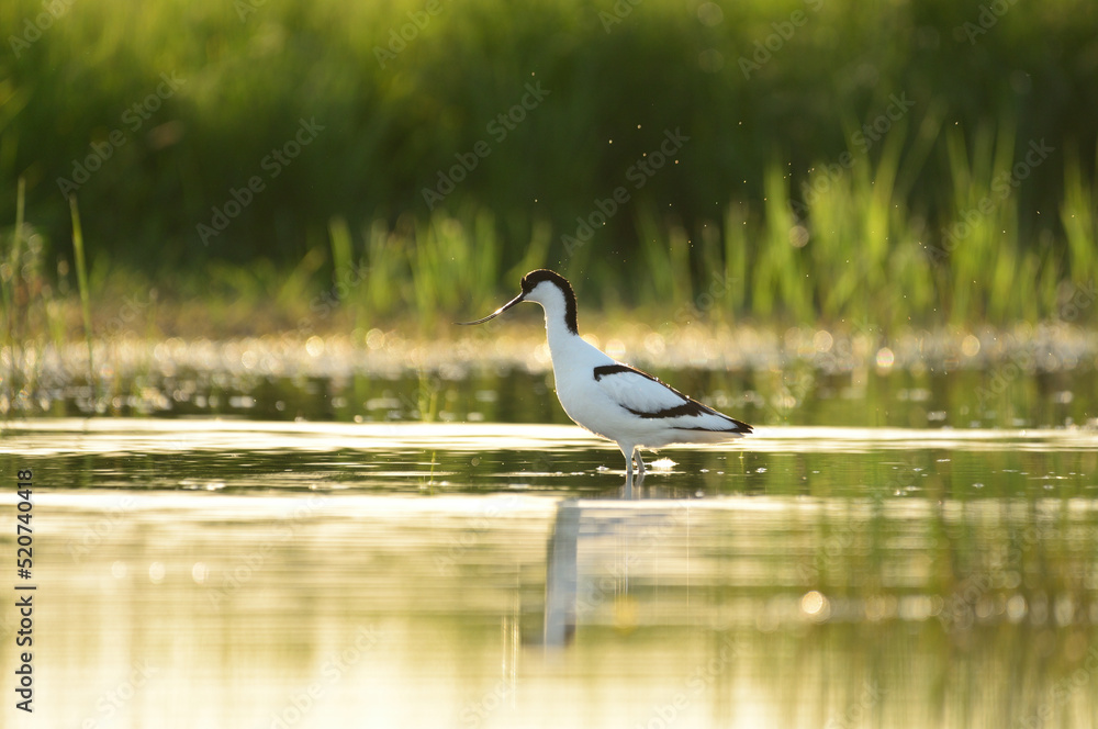 Pied avocet - Recurvirostra avosetta in the water Pied avocet - Recurvirostra avosetta in the water