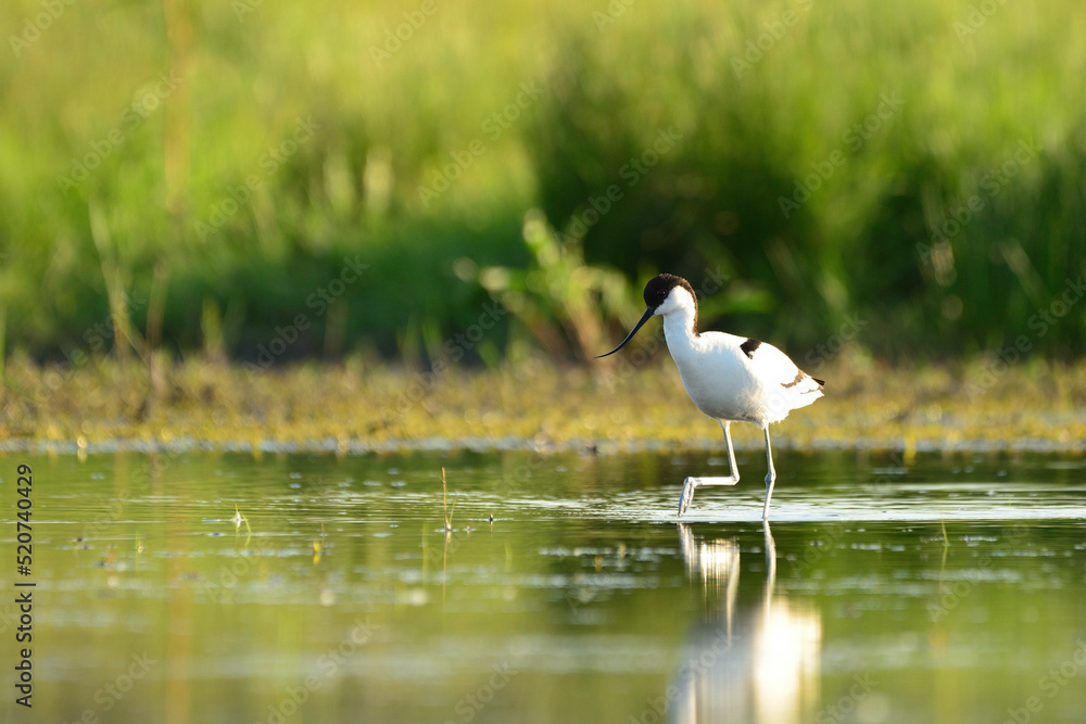 Pied avocet - Recurvirostra avosetta in the water Pied avocet - Recurvirostra avosetta in the water