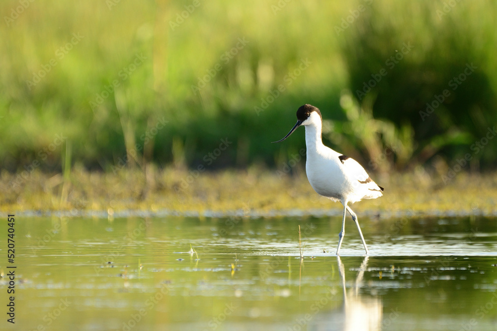 Pied avocet - Recurvirostra avosetta in the water Pied avocet - Recurvirostra avosetta in the water