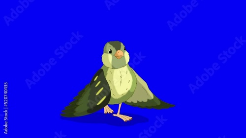 Green wood warber bird say hello chroma key HD photo