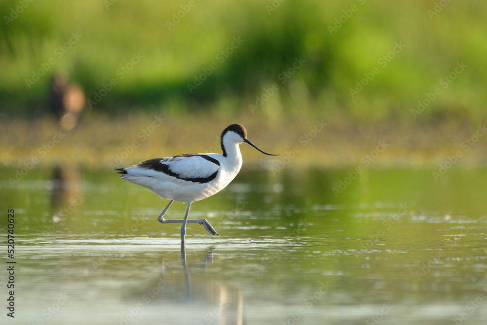 Pied avocet - Recurvirostra avosetta in the water Pied avocet - Recurvirostra avosetta in the water