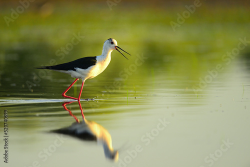 Black-winged stilt - himantopus himantopus wading in the water, red legs black and white wader © Creaturart
