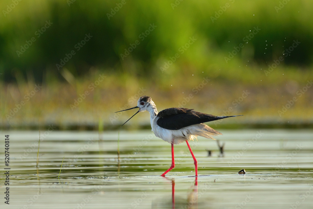 Obraz premium Black-winged stilt - himantopus himantopus wading in the water, red legs black and white wader