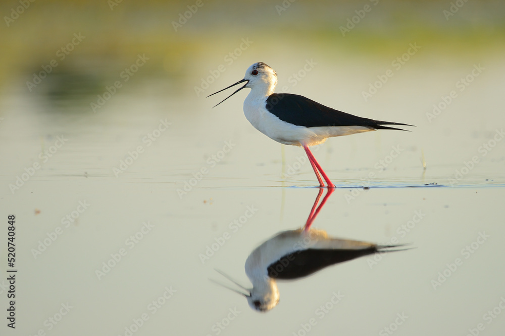 Fototapeta premium Black-winged stilt - himantopus himantopus wading in the water, red legs black and white wader