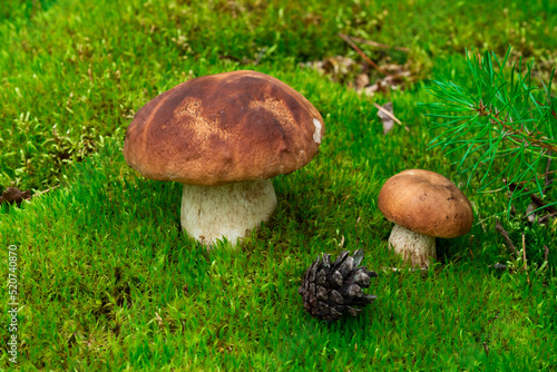 Two mushroom boletus edulis in the forest.