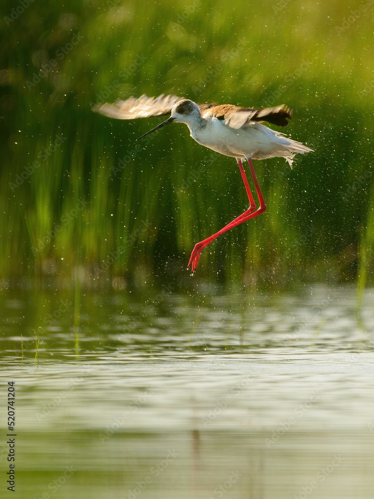 Fototapeta premium Black-winged stilt - himantopus himantopus wading in the water, red legs black and white wader