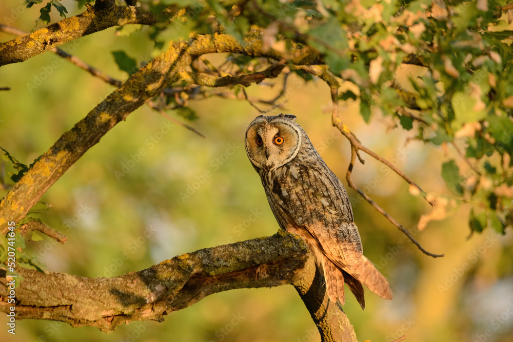 Obraz premium Long-eared owl - Asio otus perching on tree