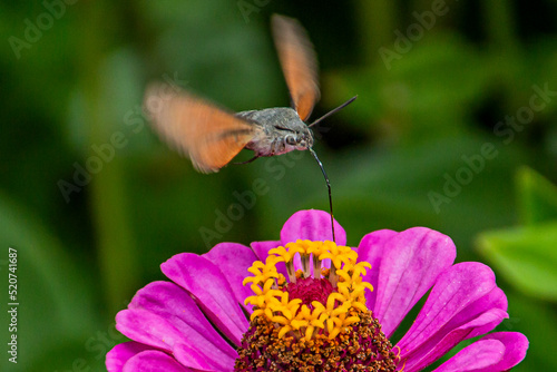 An insect with a long proboscis flutters over a flower with sweet nectar