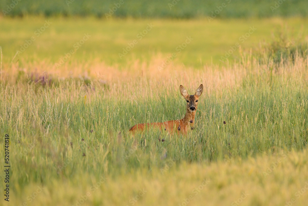 Obraz premium Female roe deer on a meadow