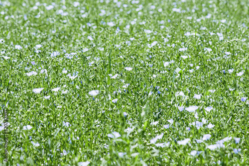 Field of flax in blossom  green grass with blue flowers  blooming agricultural plant. Linen grasses growing farmland  cultivated land. Nature summer green meadow background  growth flax.