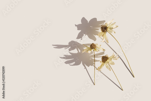 Creative autumn floral flat lay, dried flowers Cosmos, beautiful shadow from sunlight, fall aesthetic blossoming flower on beige background, copy space. Autumnal still life, minimal trend