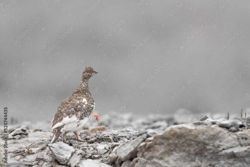 Under snowfall, the rock ptarmigan male (Lagopus muta) Under snowfall, the rock ptarmigan male (Lagopus muta)