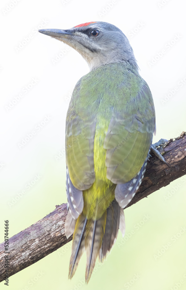 Fototapeta premium Grey-headed woodpecker, Picus canus. The male sits on a branch. Close-up
